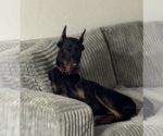 Small Photo #2 Doberman Pinscher Puppy For Sale in Buffalo, MN, USA