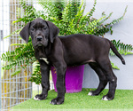 Small Photo #83 Great Dane Puppy For Sale in WAKARUSA, IN, USA