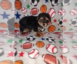 Small Photo #22 Morkie Puppy For Sale in LAPEER, MI, USA