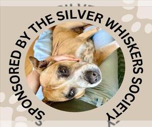 Boxer-Unknown Mix Dogs for adoption in Santa Cruz, CA, USA