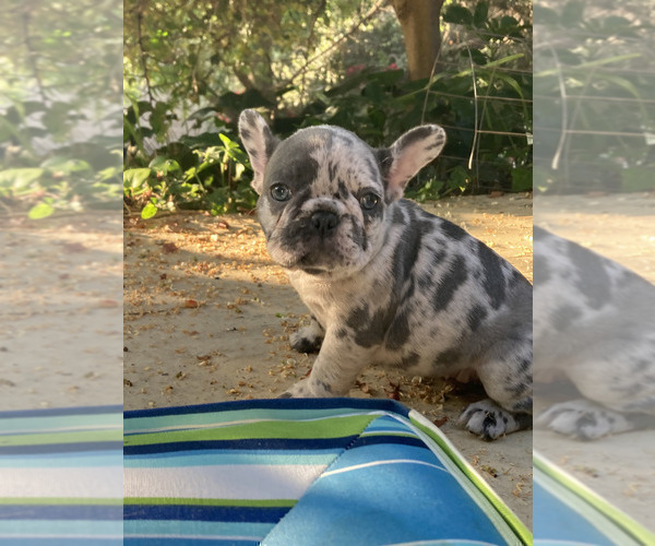 Medium Photo #11 French Bulldog Puppy For Sale in CITY INDUSTRY, CA, USA