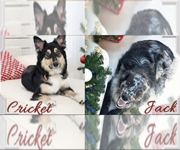 Medium Photo #1 Australian Shepherd Puppy For Sale in WILLIAMS, AZ, USA