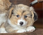 Small Photo #3 American Corgi Puppy For Sale in DENVER, IA, USA