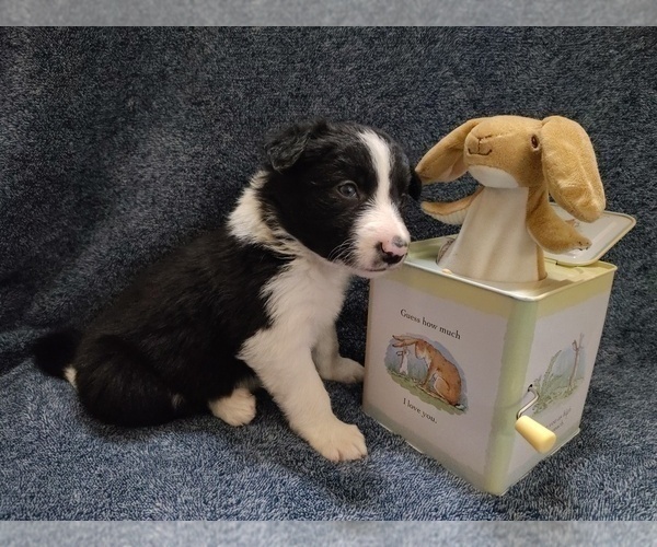 Medium Photo #19 Border Collie Puppy For Sale in NORBORNE, MO, USA