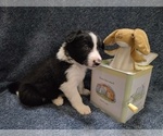 Small Photo #19 Border Collie Puppy For Sale in NORBORNE, MO, USA