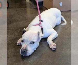 American Pit Bull Terrier-Unknown Mix Dogs for adoption in Rockwall, TX, USA