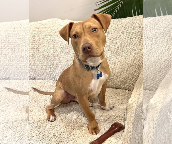 Medium Photo #8 American Pit Bull Terrier-Unknown Mix Puppy For Sale in Spring Lake, NJ, USA