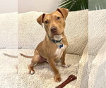 Small #7 American Pit Bull Terrier Mix
