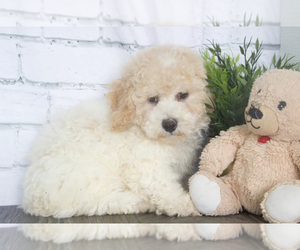 Poochon Puppy for sale in RED LION, PA, USA