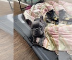 Small Photo #5 French Bulldog Puppy For Sale in RALEIGH, NC, USA
