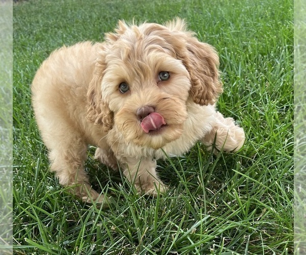 Medium Photo #3 Cavapoo Puppy For Sale in GREENWOOD, IN, USA