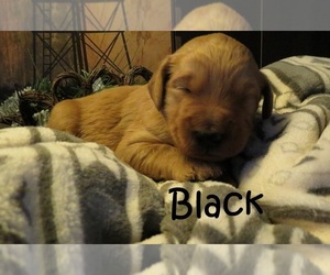 Goldendoodle Puppy for sale in PERRYSVILLE, OH, USA