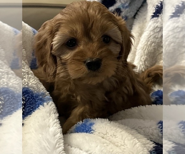 Medium Photo #2 Cavapoo Puppy For Sale in REHOBOTH, MA, USA