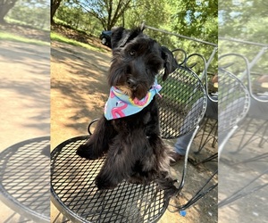 Schnauzer (Miniature) Puppy for sale in GREENVILLE, SC, USA