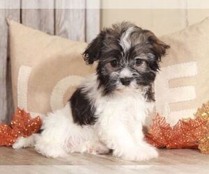 Havanese Puppy for sale in MOUNT VERNON, OH, USA