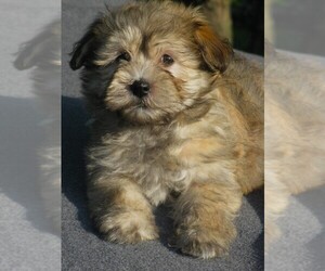 Havanese Puppy for sale in WILSON, NY, USA