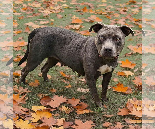 Medium Photo #2 American Pit Bull Terrier Puppy For Sale in Talladega, AL, USA