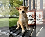 Small #1 Shiba Inu