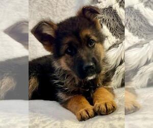 German Shepherd Dog Puppy for Sale in MILFORD, Indiana USA