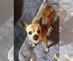 Small Chihuahua