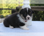 Small #16 Pembroke Welsh Corgi