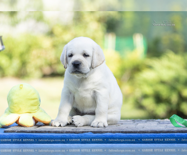 Medium Photo #1 Labrador Retriever Puppy For Sale in Odessa, Odessa, Ukraine