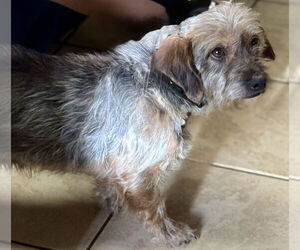 Silkshund Dogs for adoption in Staley, NC, USA
