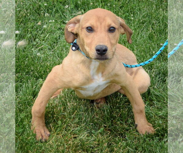 Medium Photo #3 Boxador Puppy For Sale in Huntley, IL, USA