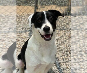Beagle-Unknown Mix Dogs for adoption in Manchester, MO, USA