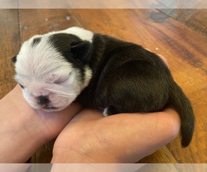 Pug Puppy for sale in LOOMIS, CA, USA