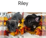 Puppy Riley French Bulldog