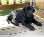 Small Photo #3 Labrador Retriever Puppy For Sale in FREDERICKSBURG, VA, USA