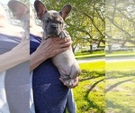 Small Photo #6 French Bulldog Puppy For Sale in BATTLE CREEK, MI, USA
