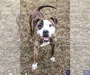 Rocky (the Brindle) - Male Mutt Dog for Adoption - Photo #13