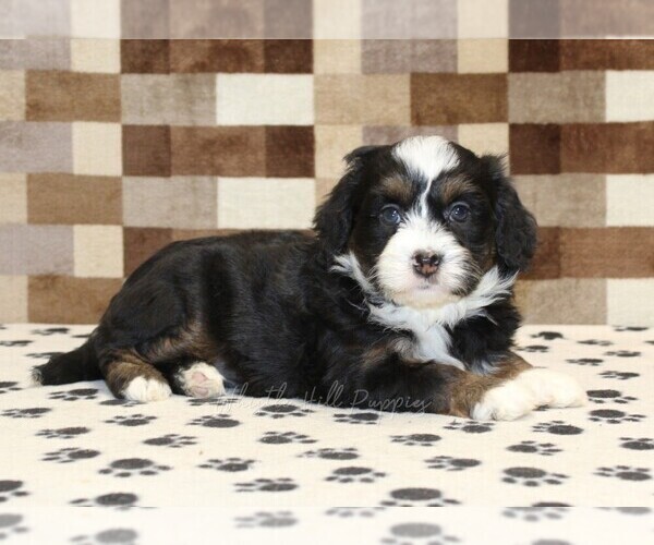 Medium Photo #2 Bernedoodle (Miniature) Puppy For Sale in DENVER, PA, USA