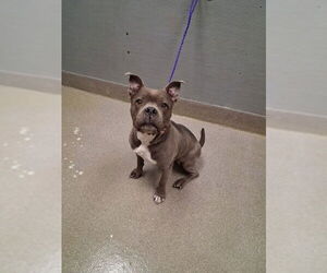 Staffordshire Bull Terrier-Unknown Mix Dogs for adoption in Las Vegas, NV, USA