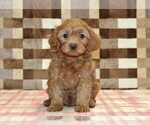 Small #1 Cavapoo (Miniature)