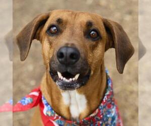 Mutt Dogs for adoption in San Antonio, TX, USA