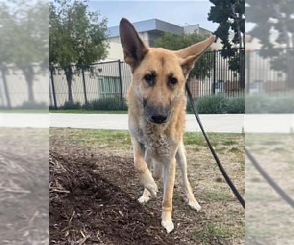 Medium Photo #1 German Shepherd Dog Puppy For Sale in Orange, CA, USA