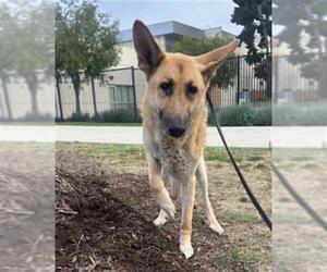 German Shepherd Dog Dogs for adoption in Orange, CA, USA