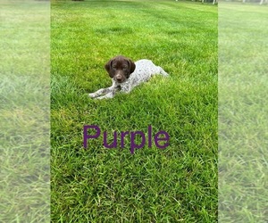 German Shorthaired Pointer Puppy for sale in MELROSE, MN, USA