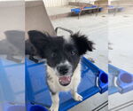Small Border Collie-Collie Mix