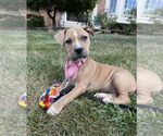 Small #2 American Pit Bull Terrier