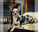 Small Photo #1 Chihuahua Puppy For Sale in NEW BEDFORD, MA, USA
