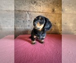 Small #14 Dachshund