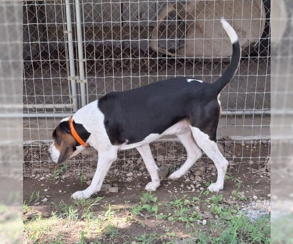 Medium Photo #4 Basset Hound-Treeing Walker Coonhound Mix Puppy For Sale in Mountain View, AR, USA