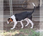 Small #3 Basset Hound-Treeing Walker Coonhound Mix