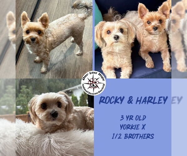 Medium Photo #1 Havanese-Unknown Mix Puppy For Sale in Princeton, British Columbia, Canada