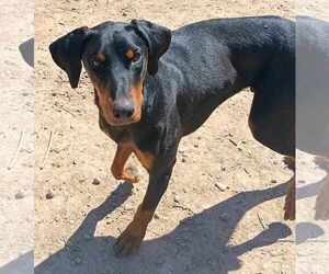 Doberman Pinscher Dogs for adoption in Peralta, NM, USA