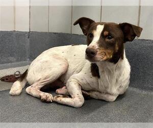 Pointer-Unknown Mix Dogs for adoption in San Antonio, TX, USA